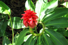 Other-varieties-of-Costus