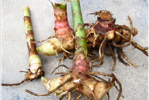 Rhizome-of-Spiral-ginger