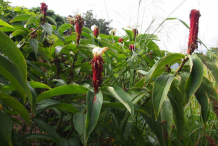 Spiral-Ginger-Plant-growing-wild