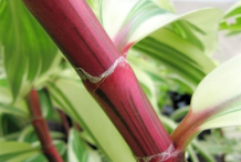 Stem-of-Spiral-Ginger