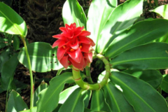 Other-varieties-of-Costus