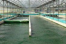 Spirulina-farming
