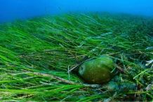 Spirulina