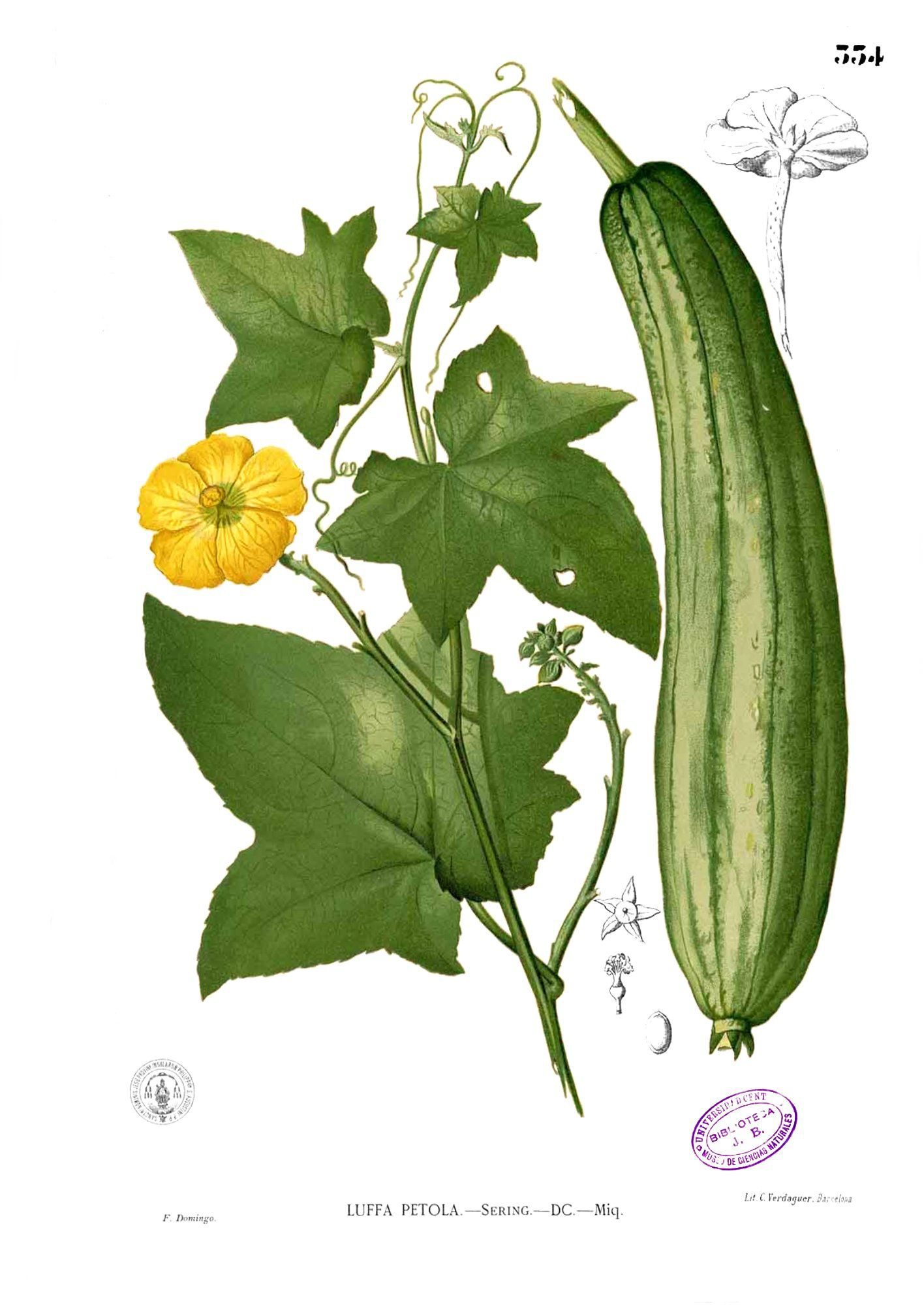 Plant-illustration-of-Sponge-gourd