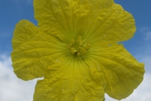 Close-up-flower-of-Bitter-gourd