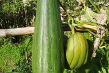 Fruit-of-Sponge-gourd