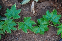 Leaves-of-Sponge-gourd