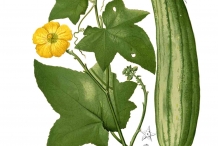 Plant-illustration-of-Sponge-gourd