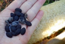 Seeds-of-Sponge-gourd