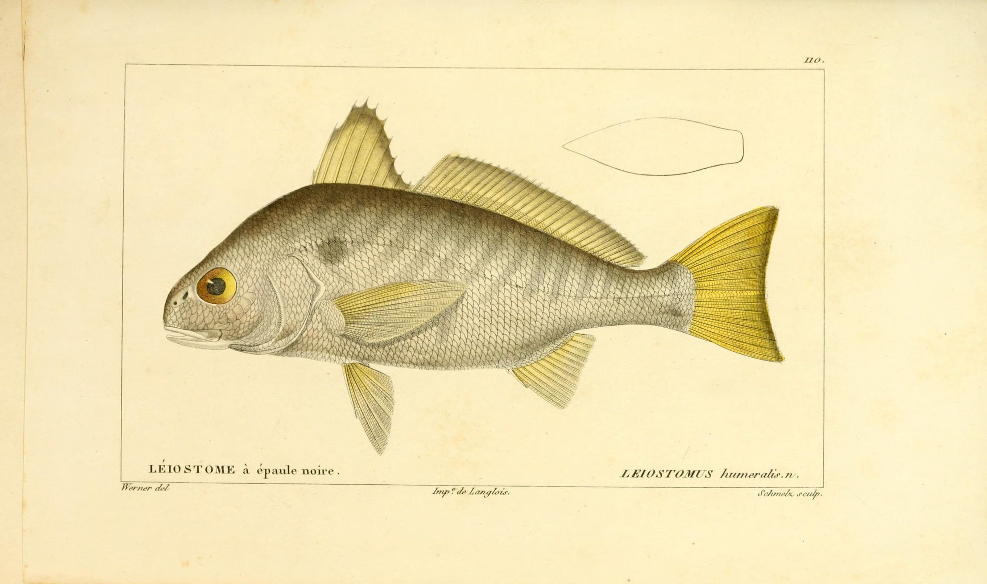 Illustration-of-Spot-fish