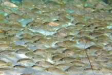 Spot-croakers