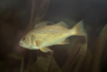 Spot-fish