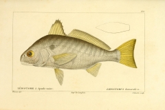 Illustration-of-Spot-fish