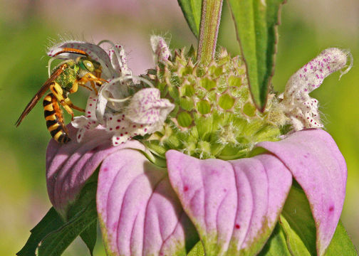 Closer-view-of-Spotted-Beebalm-flower