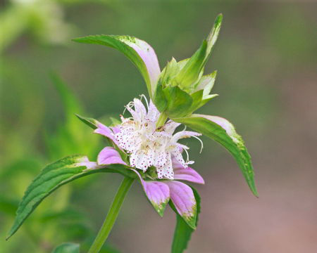 Flower-of-Spotted-Beebalm