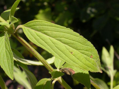 Leaves-of-Spotted-Beebalm
