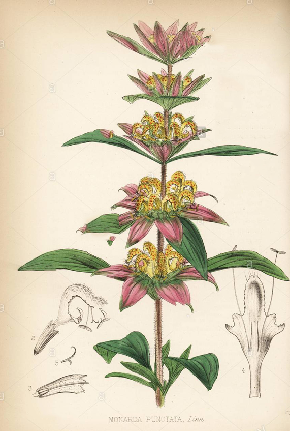 Plant-Illustration-of-Spotted-Beebalm