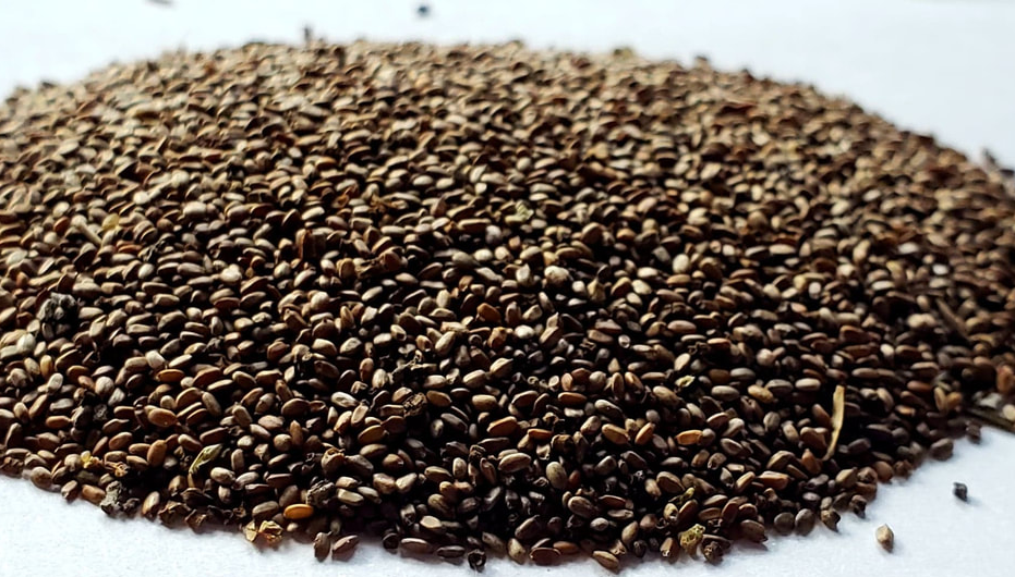 Seeds-of-Spotted-Beebalm