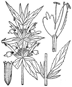 Sketch-of-Spotted-Beebalm