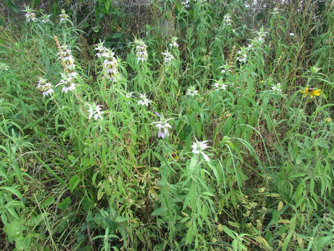Spotted-Beebalm--plant-growing-wild