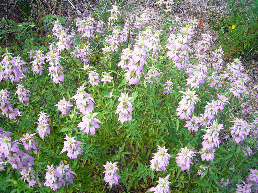 Spotted-Beebalm-plant