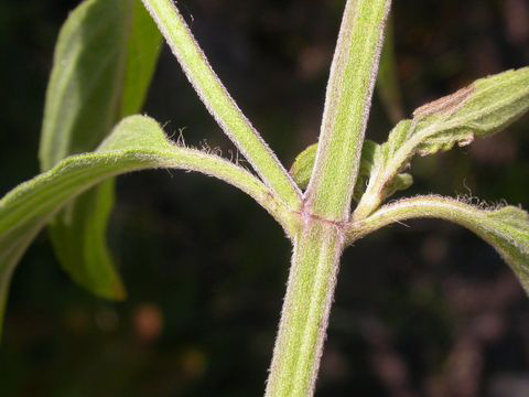 Stem-of-Spotted-Beebalm