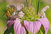 Closer-view-of-Spotted-Beebalm-flower