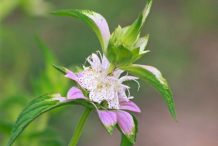 Flower-of-Spotted-Beebalm
