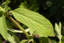 Leaves-of-Spotted-Beebalm