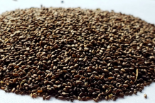 Seeds-of-Spotted-Beebalm