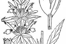 Sketch-of-Spotted-Beebalm
