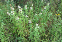 Spotted-Beebalm--plant-growing-wild
