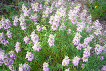 Spotted-Beebalm-plant