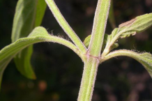 Stem-of-Spotted-Beebalm