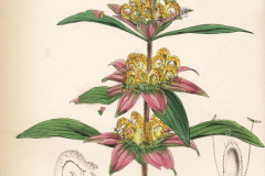 Plant-Illustration-of-Spotted-Beebalm