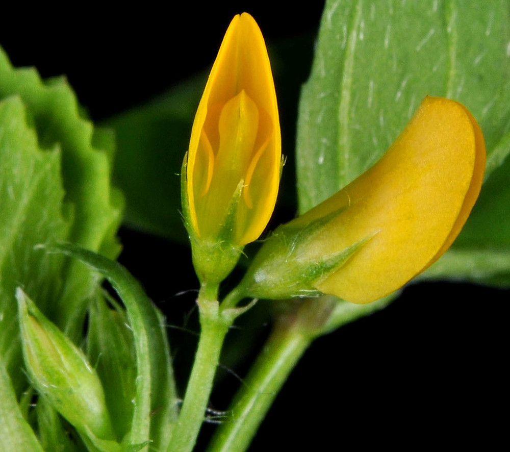 Flowering-buds-of-Spotted-medick