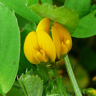 Flowers-of-Spotted-medick