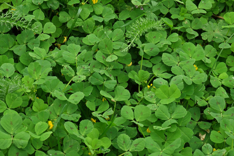 Spotted-medick-plant-growing-wild