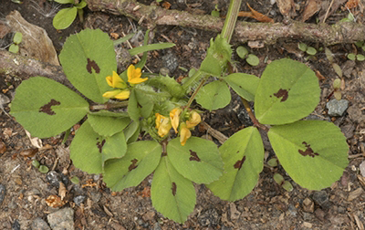 Spotted-medick-plant