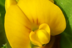 Closer-view-of-flower-of-Spotted-medick