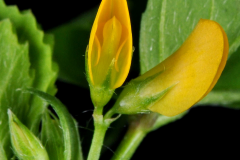 Flowering-buds-of-Spotted-medick