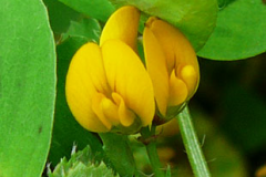 Flowers-of-Spotted-medick