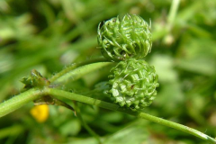 Immature-fruits-of-Spotted-medick