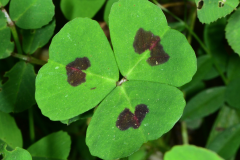 Leaves-of-Spotted-medick