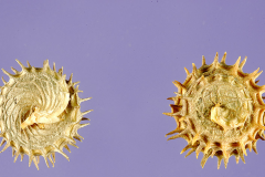 Mature-fruits-of-Spotted-medick