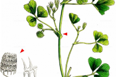 Plant-illustration-of-Spotted-medick