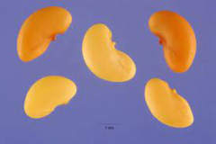 Seeds-of-Spotted-medick