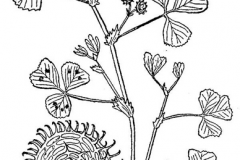 Sketch-of-Spotted-medick