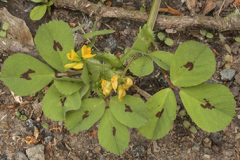 Spotted-medick-plant