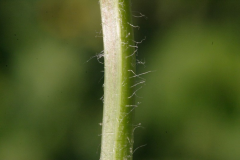 Stem-of-Spotted-medick